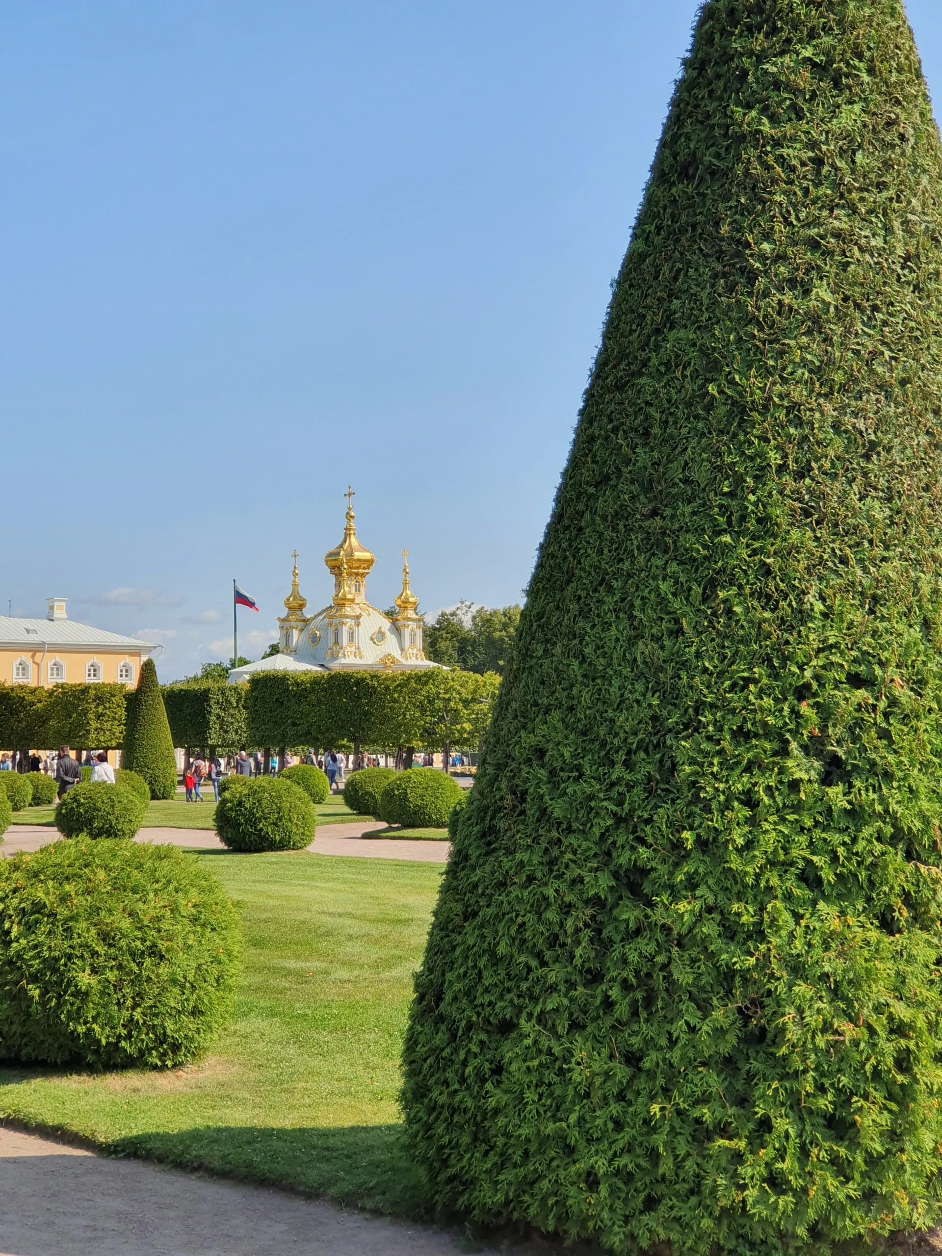 Стриженые деревья в парке Петергофа